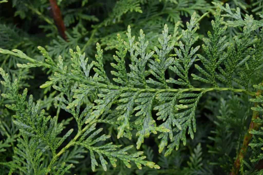 Thuja plicata 'Atrovirens' 175-200 cm
